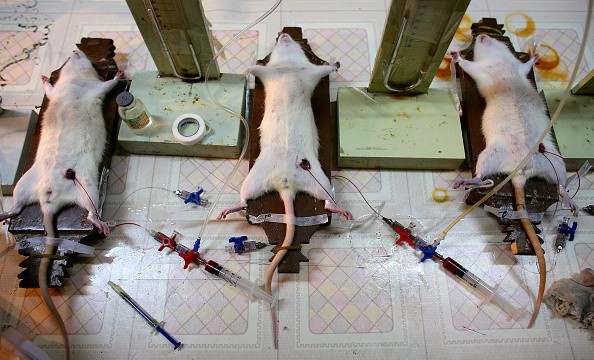 Rats undergoing experiment