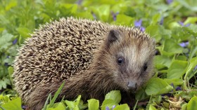 Young European Hedgehog