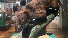 Taxidermied Northern Luzon Giant Cloud Rat