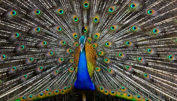 Peacock