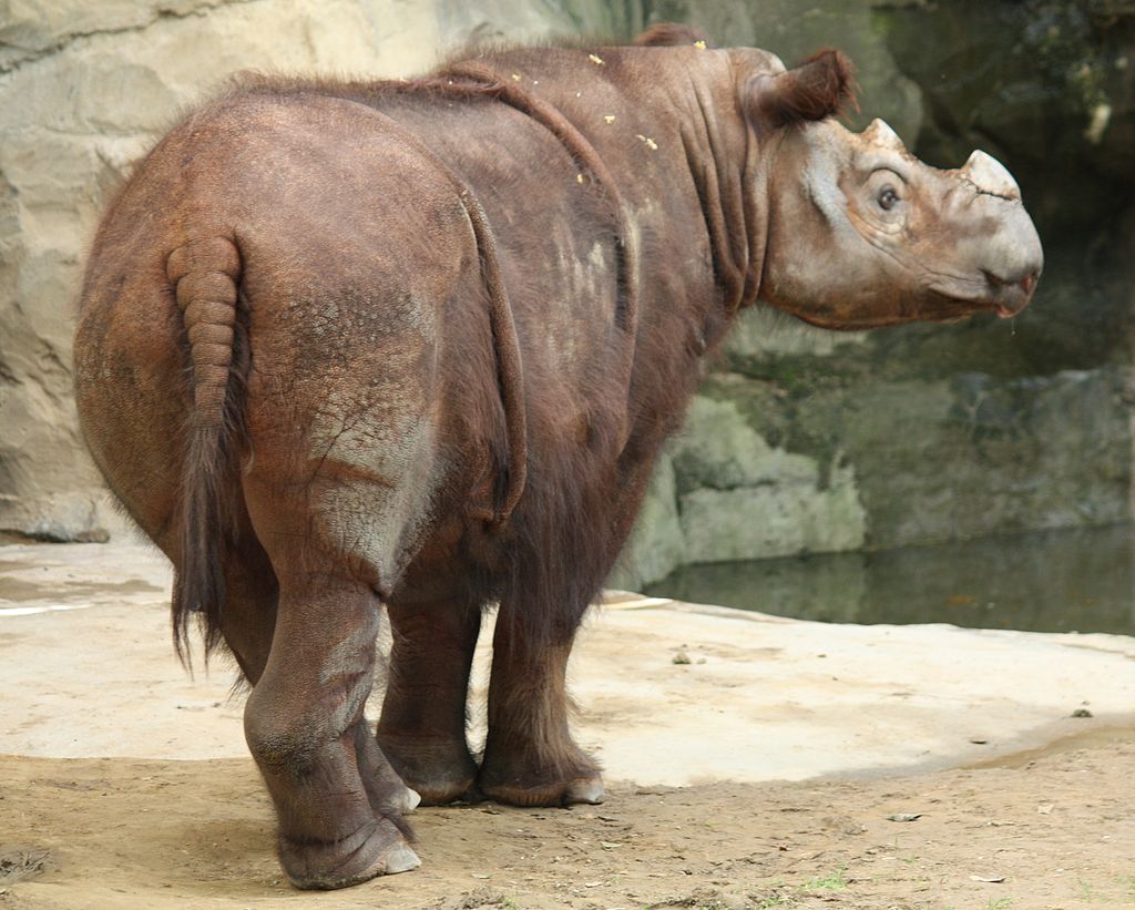 Sumatran Rhinoceros are Striving for Genetic Diversity Despite