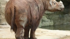 Sumatran Rhinoceros