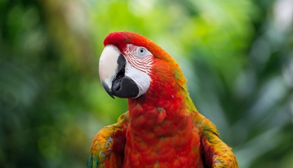 Macaw Parrot Bird