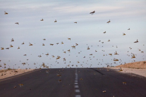 Locusts flies over the road