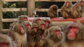 Macaque monkeys