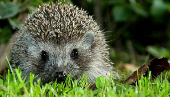 Hedgehog