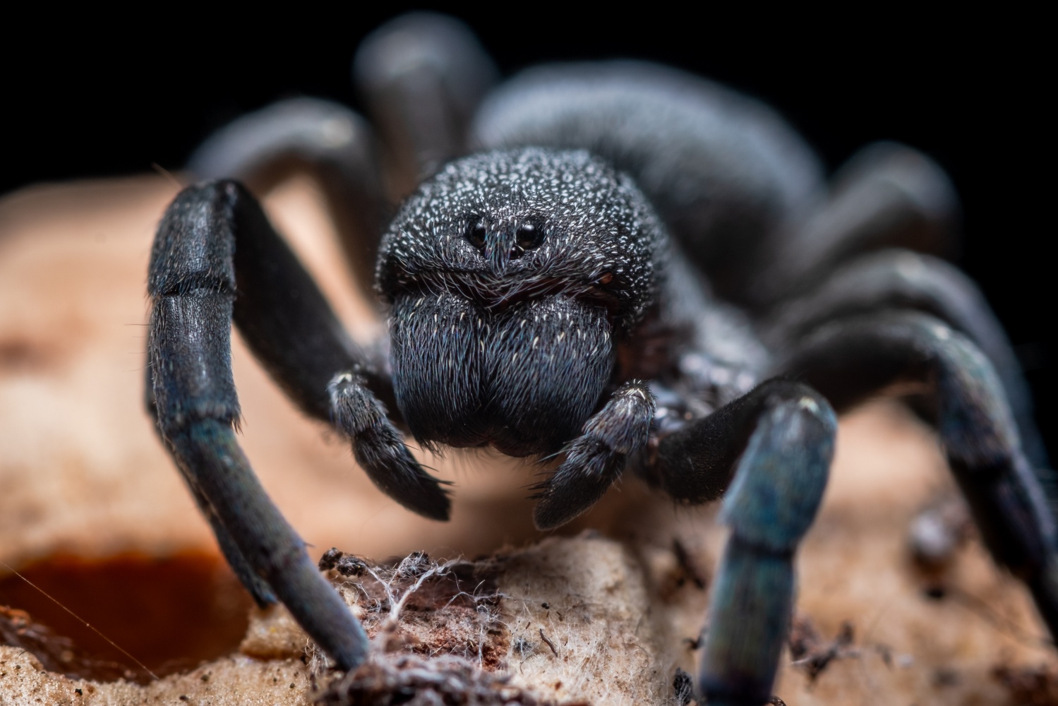 Pine Rockland Trapdoor Spider: Venomous Creature Found at Miami Zoo