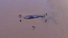 Dead sperm whale