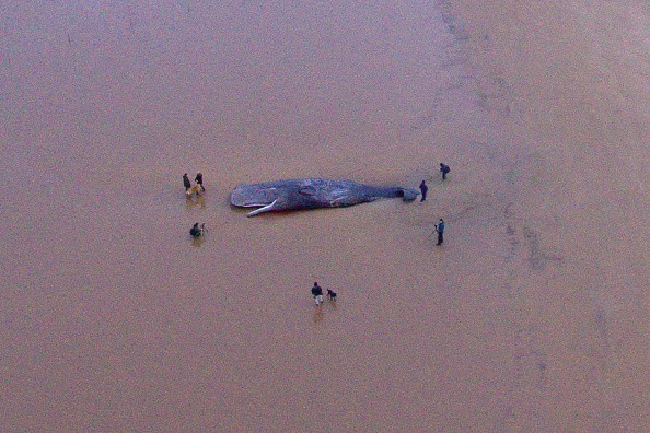 Dead sperm whale