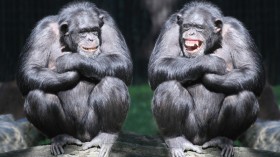 chimpanzees