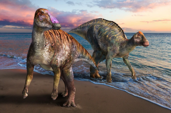 Duckbilled Dinosaur Fossils Discovered to be from a New Genus And Species