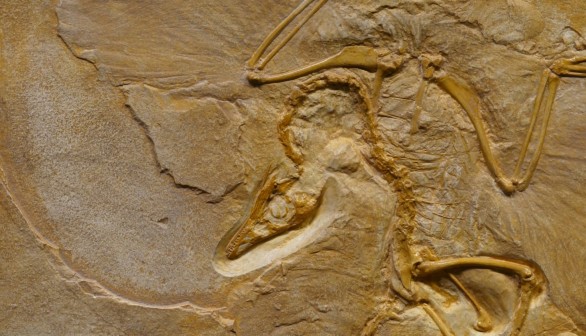 Dinosaur Fossil