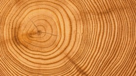 tree rings