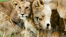 South Africa’s Captive-Bred Lion Trade Soon to End