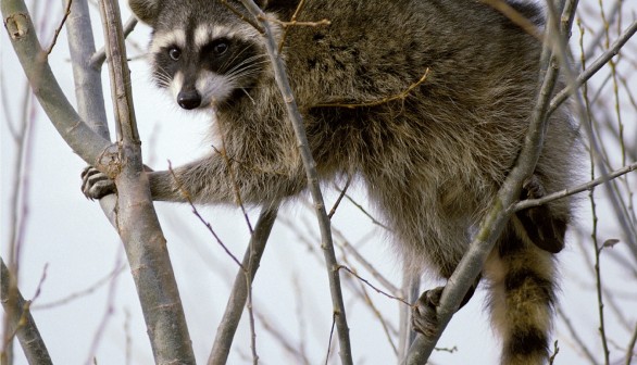 Rabies Vaccines to Scatter Over Cape Cod via Helicopter