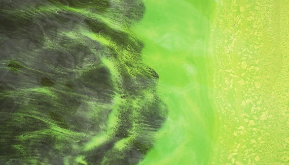 Green Algae