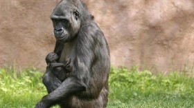 Western Lowland gorilla