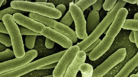 E. Coli