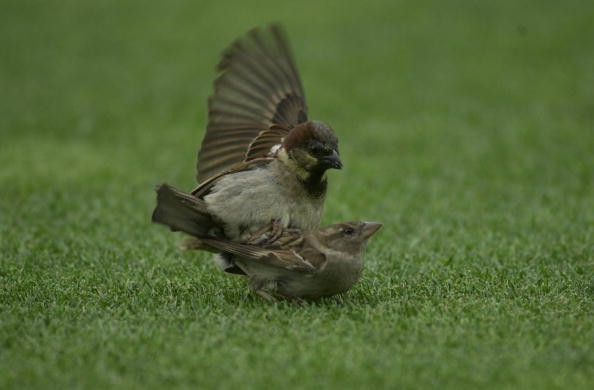 Sparrows mating