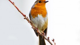 Robin