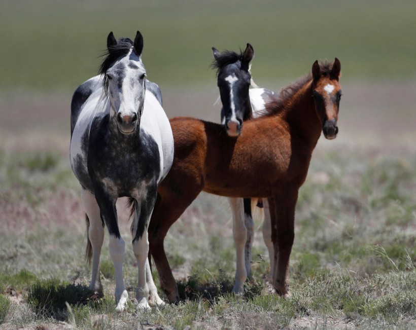 Trump Bureau Of Land Management Budget Seeks To Cull U.S. Wild Horses
