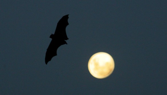 Grey-Headed Flying Foxes To Be Relocated From Royal Botanic Gardens