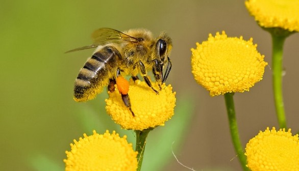 Bee