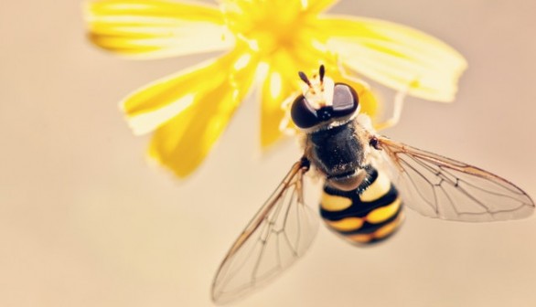 Bee