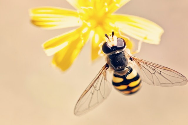 Bee