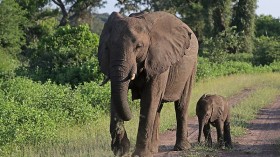 African Elephants