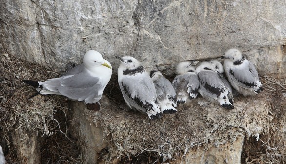 Visitors Enjoy The Wildlife At The Farne Islands