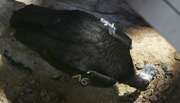 Endangered Condors Threatened With Lead Poisoning