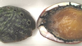 White Abalone