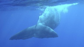 Sperm whale