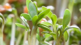 Cress, Plant