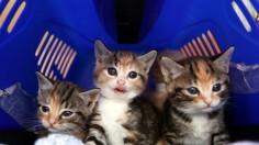 Kittens