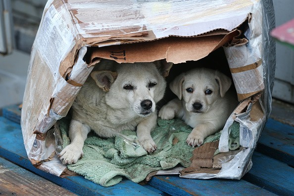 Dogs in a box