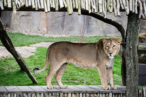 Asiatic lion