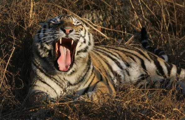 A yawning tiger