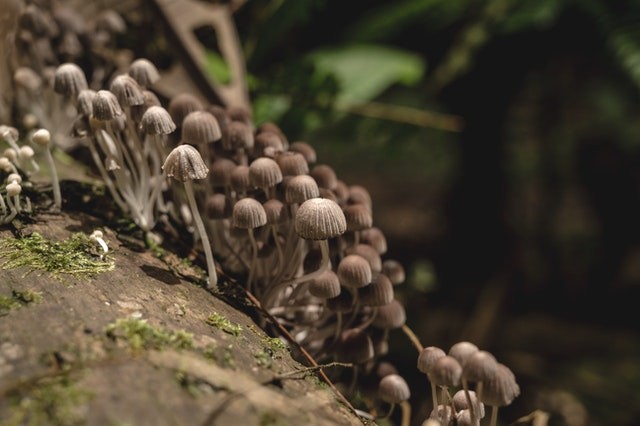 Fungi