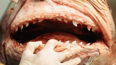 Shark Bite Research Carried Out At UNSW