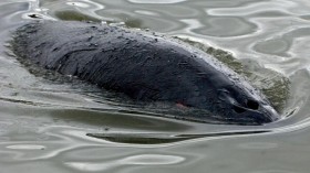 Baby Minke Whale