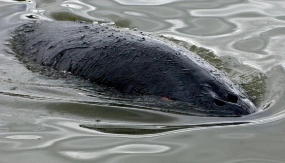Baby Minke Whale