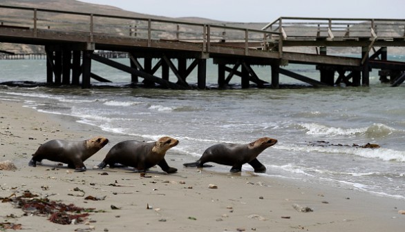 Sea lions