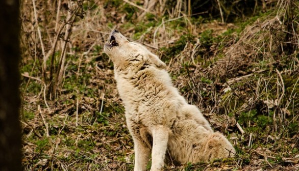 Wolf Howling