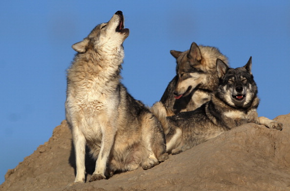 They Miss Other Wolves: 5 Surprising Reasons Why Wolves Howl | Nature ...