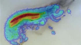 image of distribution of pesticides in freshwater shrimp