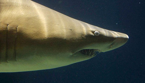 Sharks In New York City Aquarium