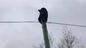 Bear on Pole