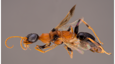 Ampulex dementor wasp